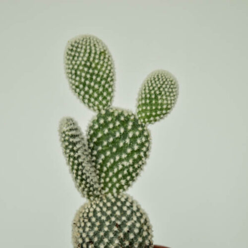 Opuntia microdasys 'Albata'/ Bunny ear cactus