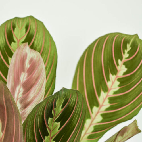Maranta leuconeura 'Tricolor'/ Prayer plant
