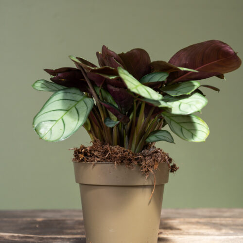 Ctenanthe burle-marxii 'Amagris'