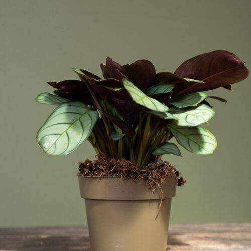 Ctenanthe burle-marxii 'Amagris'