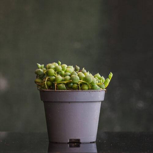 Senecio rowleyanus/ String of pearls