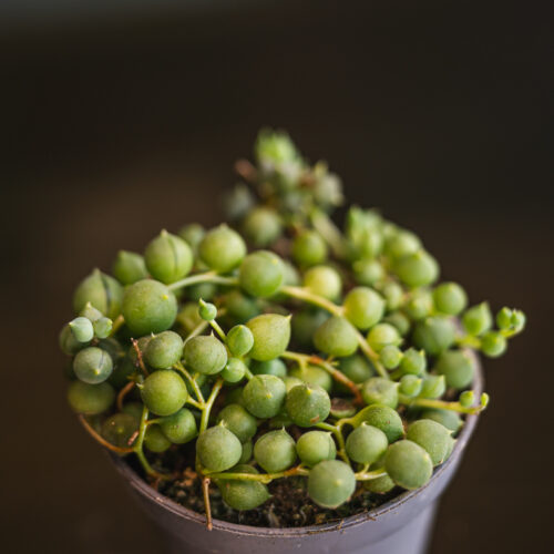 Senecio rowleyanus/ String of pearls