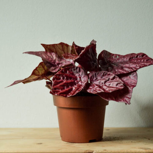 Begonia 'Inca Flame'/ Inca Flame begonia