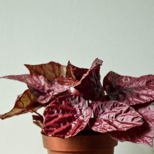 Begonia 'Inca Flame'/ Inca Flame begonia