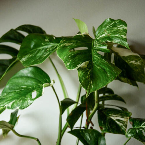 Monstera deliciosa var. borsigiana albo-variegata #1