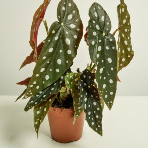 Begonia maculata - size big/ Polka dot begonia