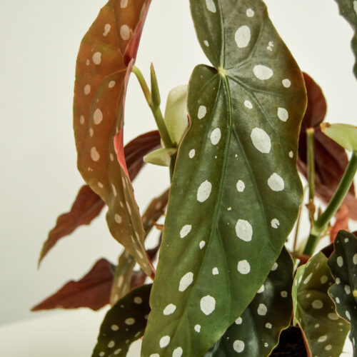 Begonia maculata - size big/ Polka dot begonia