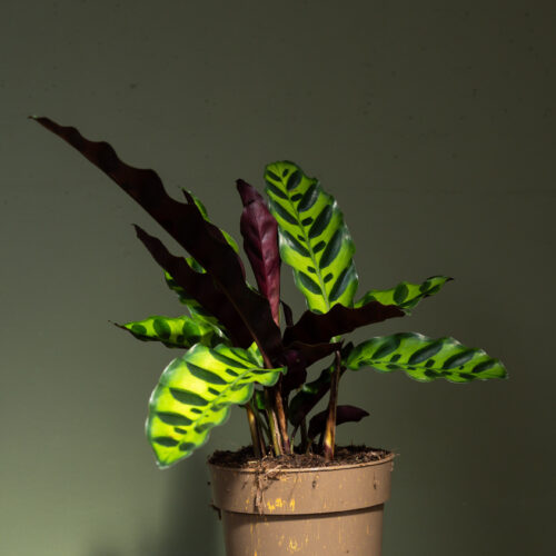 Calathea lancifolia/ Rattlesnake Plant