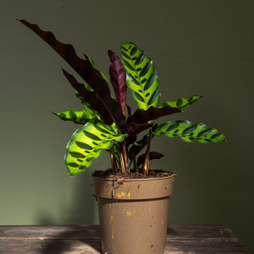 Calathea lancifolia/ Rattlesnake Plant