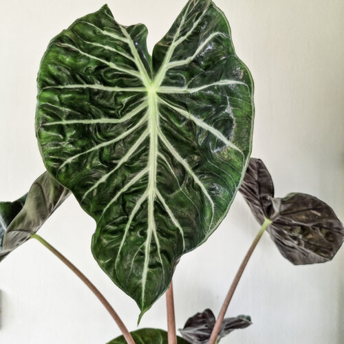 Alocasia ‘Pink Dragon’