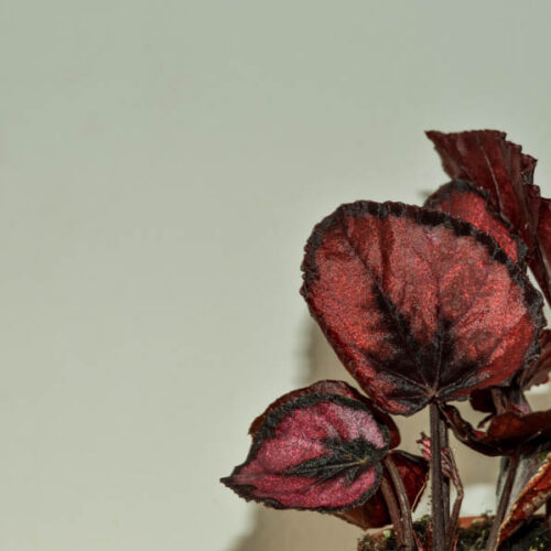 Baby Begonia 'Inca Night'