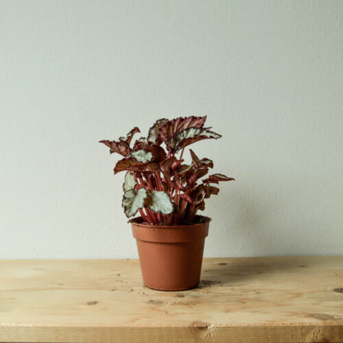 Baby Begonia 'Arctic Breeze'