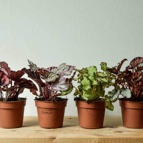 Baby Begonia 'Indian Summer'