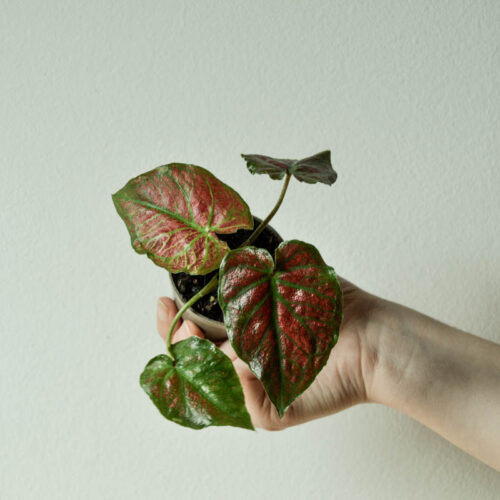 Baby Caladium Valentina