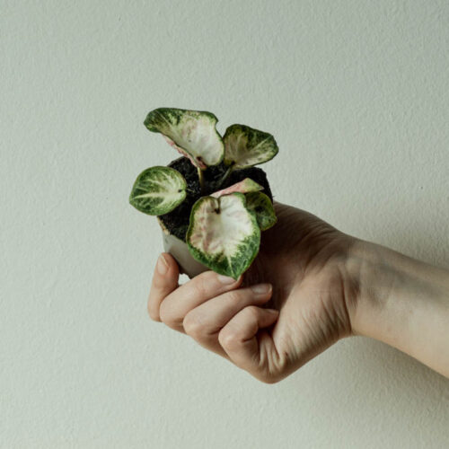Baby Caladium Peppermint