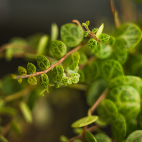Baby Peperomia prostrata/ String of Turtles
