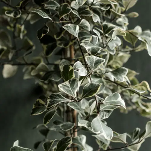 Ficus triangularis 'Sweetheart'