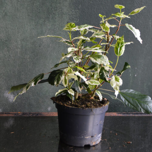 Hibiscus rosa-sinensis 'variegata'