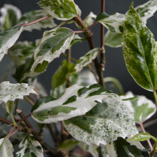 Hibiscus rosa-sinensis 'variegata'