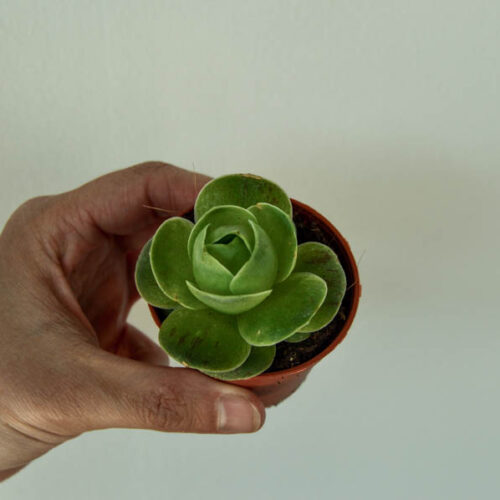 Aeonium diplocycla