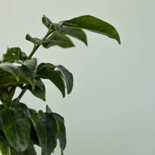 Castanospermum Australe 'Castano'