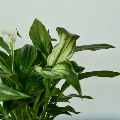 Spathiphyllum 'Pearl Cupido'/ Cupido Peace Lily
