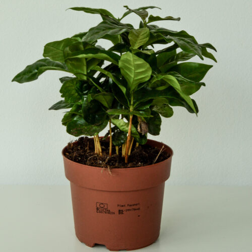Coffea arabica/ Coffee Plant