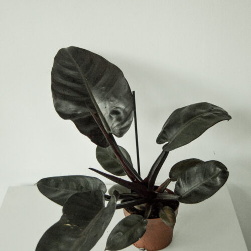 Philodendron Imperial Red size big