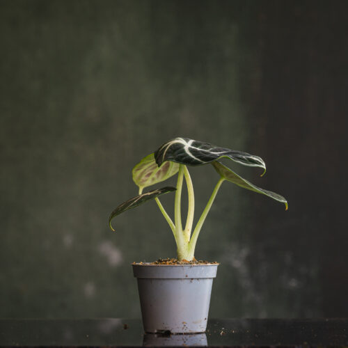 Alocasia reginula ‘Black Velvet’