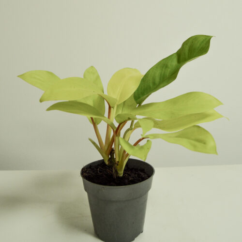 Philodendron 'Malay Gold'