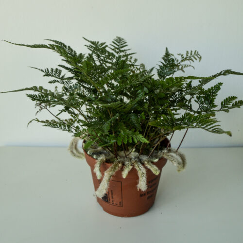 Humata tyermanii/ Rabbit's Foot Fern