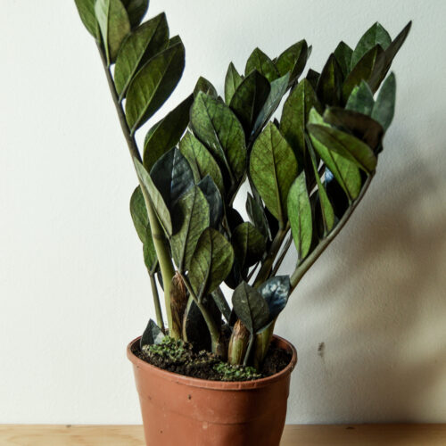 Zamioculcas Zamiifolia ‘Raven’