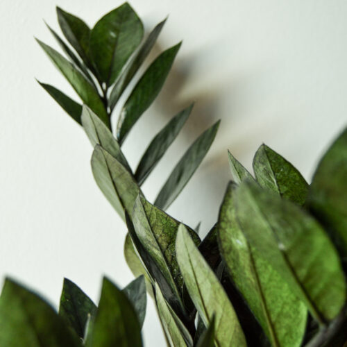 Zamioculcas Zamiifolia ‘Raven’