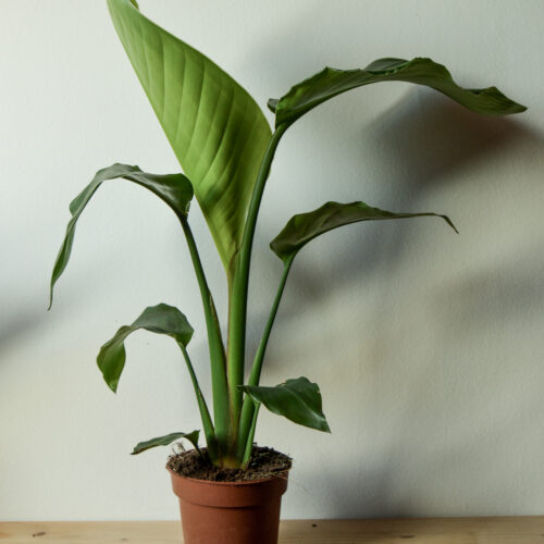 Strelitzia nicolai/ Bird of paradise