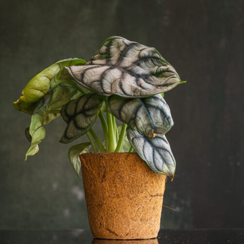 Alocasia Baginda 'Silver Dragon'