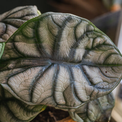 Alocasia Baginda 'Silver Dragon'