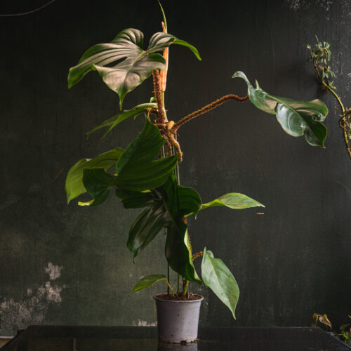 Philodendron Squamiferum