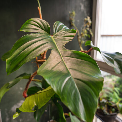 Philodendron Squamiferum
