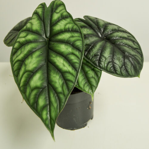 Alocasia Baginda Dragon Scale