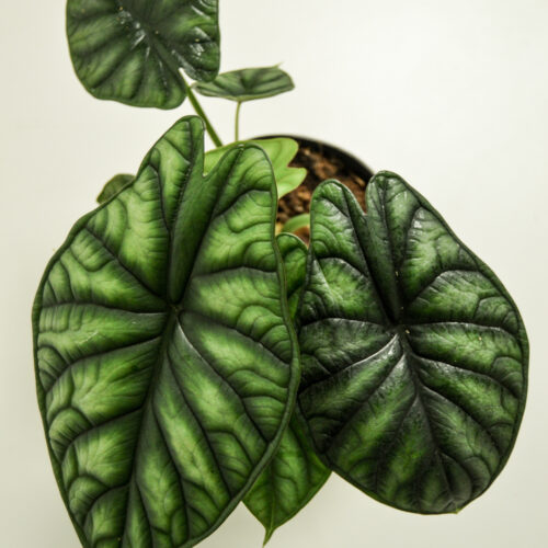 Alocasia Baginda Dragon Scale