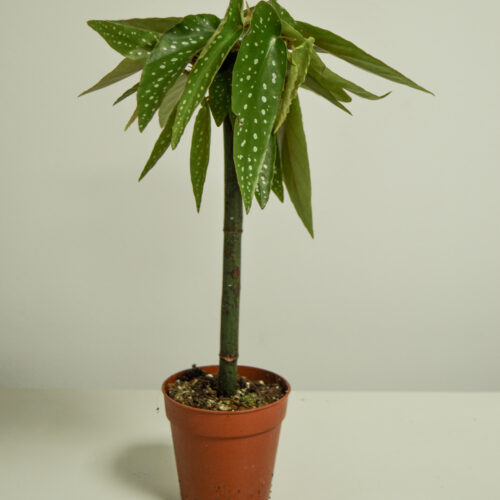 Begonia Albopicta Tamaya
