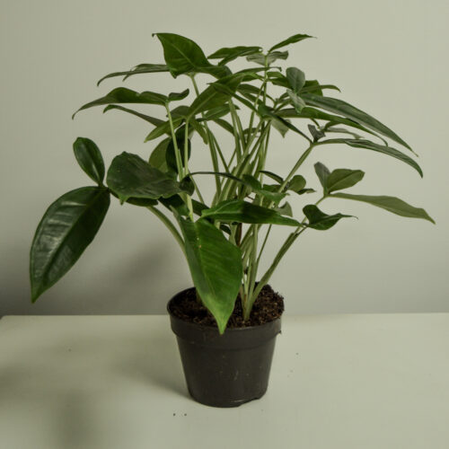 Syngonium 'Trileaf Wonder'
