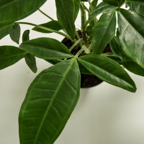Syngonium 'Trileaf Wonder'
