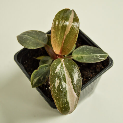Philodendron Pink Princess