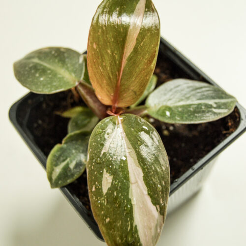 Philodendron Pink Princess