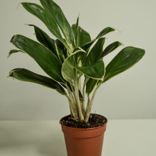 Aglaonema White Lipstick