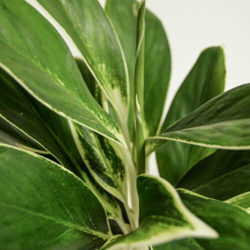 Aglaonema White Lipstick