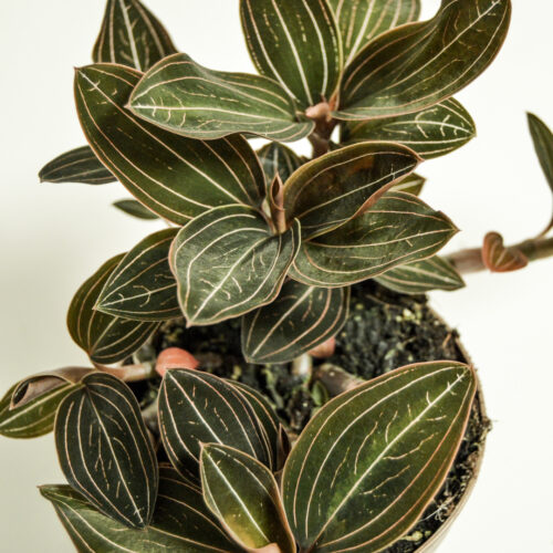 Ludisia Discolor/ Jewel Orchid