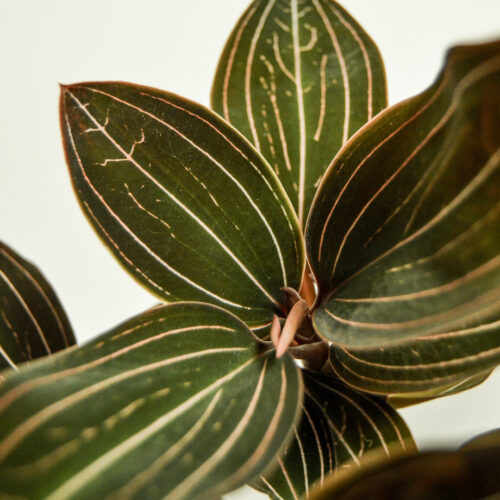 Ludisia Discolor/ Jewel Orchid