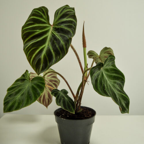 Philodendron Verrucosum